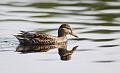 Krikkan - Eurasian teal (Anas crecca) female